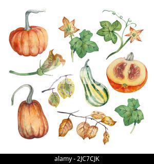 Un ensemble d'éléments aquarelle de citrouilles orange et vertes, de fleurs de citrouille et de feuilles sur un fond blanc isolé l'un de l'autre. Banque D'Images