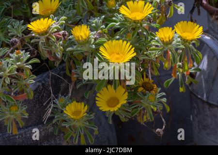 Pâquerette jaune vif comme des fleurs de la pallenis annuelle ou biennale, un membre de la famille des asteracées Banque D'Images