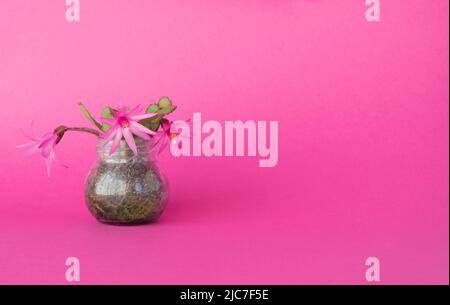 Cactus de Noël avec fond fuchsia. Espace pour écrire du texte . Mise au point sélective. Banque D'Images