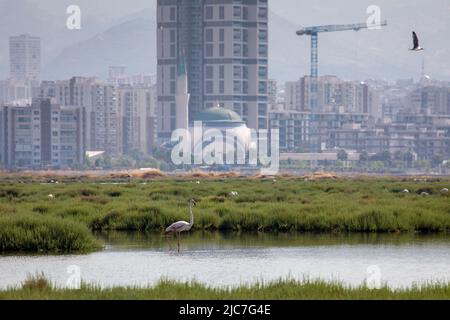 9 juin 2022: Flamingo et d'autres oiseaux heron avec vue sur la ville en arrière-plan du paradis des oiseaux dans le delta de Gediz qui est un vaste système de zones humides formé sur la côte ouest de la baie d'Izmir, où la rivière Gediz rencontre la mer Égée en Turquie sur 9 juin 2022. Le delta, qui est considéré comme une zone Ramsar, une zone de protection de la faune sauvage et une zone de protection naturelle, abrite environ 300 espèces d'oiseaux et a été désigné site du patrimoine mondial de l'UNESCO. (Image de crédit : © Tolga Ildun/ZUMA Press Wire) Banque D'Images