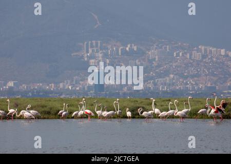 9 juin 2022: Flamingo et d'autres oiseaux heron avec vue sur la ville en arrière-plan du paradis des oiseaux dans le delta de Gediz qui est un vaste système de zones humides formé sur la côte ouest de la baie d'Izmir, où la rivière Gediz rencontre la mer Égée en Turquie sur 9 juin 2022. Le delta, qui est considéré comme une zone Ramsar, une zone de protection de la faune sauvage et une zone de protection naturelle, abrite environ 300 espèces d'oiseaux et a été désigné site du patrimoine mondial de l'UNESCO. (Image de crédit : © Tolga Ildun/ZUMA Press Wire) Banque D'Images