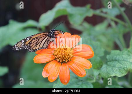 Un papillon Monarch repose sur un tournesol mexicain alors qu'il pleut en Floride. Banque D'Images