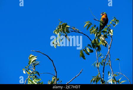 Un Lorikeet arc-en-ciel australien ( Trichoglossus moluccanus) perché sur un arbre à Sydney, Nouvelle-Galles du Sud, Australie (photo de Tara Chand Malhotra) Banque D'Images