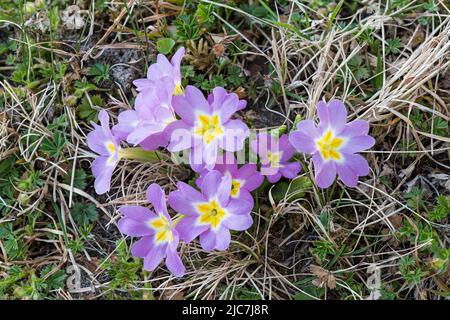 Belle fleur de premrose commune violette dans l'herbe verte de printemps. Primula vulgaris. Gros plan des pétales de plantes sauvages à fleurs violettes, centre jaune. Banque D'Images