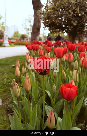 Demi-tulipe rouge, intérieur d'une tulipe, couleur vive. Banque D'Images