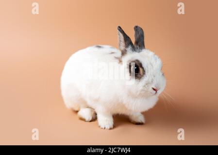 Lapin sur fond de crème en studio, lapin blanc moelleux. Lapin domestique. Banque D'Images