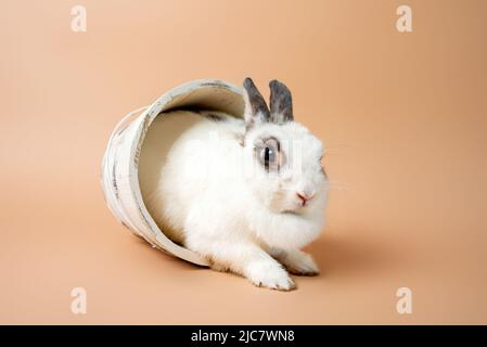 Lapin sur fond de crème en studio, lapin blanc moelleux. Lapin domestique. Banque D'Images