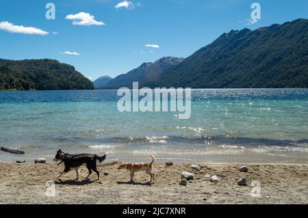 Chiens sur une plage en Patagonie Banque D'Images