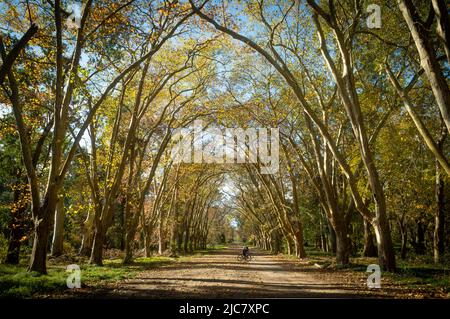 promenade en vélo dans la forêt Banque D'Images