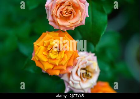 Fleurs roses colorées jaune, rose et blanc fleurissant dans le jardin Banque D'Images