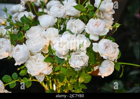 Fleurs de roses blanches dans le jardin Banque D'Images