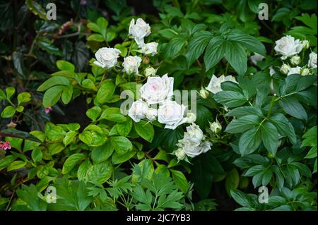 Fleurs de roses blanches dans le jardin Banque D'Images