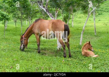 Mère et bébé chevaux sur les prairies au Vietnam Banque D'Images