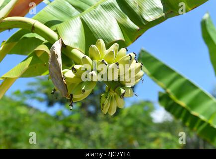 Bananes mûres poussant au Vietnam Banque D'Images