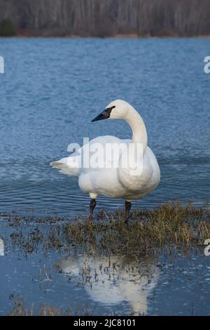 Swan debout dans un lagon Banque D'Images