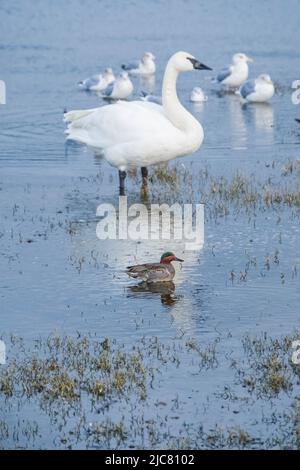 Cygne trompette et sarcelle à ailes vertes dans un lagon Banque D'Images