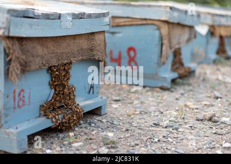 Essaim d'abeilles collectant le nectar des fleurs et entrant dans les ruches Banque D'Images