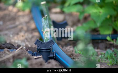Grue gros plan sur un tuyau pour l'arrosage Banque D'Images