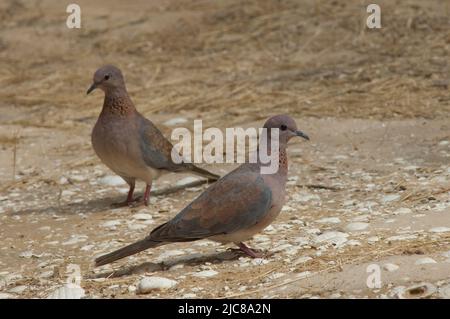 Spilopelia senegalensis dans le parc national de la Langue de Barbarie. Saint-Louis. Sénégal. Banque D'Images