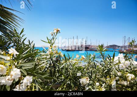 Vue sur la plage de Bodrum depuis la promenade. Bateaux à voile, yachts à la mer Égée avec des fleurs blanches en premier plan dans la ville portuaire de Bodrum en Turquie Banque D'Images