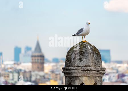 Tour de Galata et mouette à Istanbul, Turquie. Vue classique d'Istanbul. Istanbul, Turquie. Banque D'Images