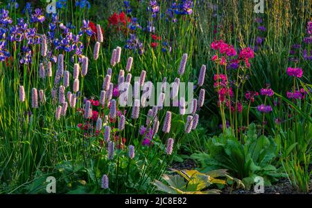 Persicaria bistorta 'Hohe Tatra' et Primula dans le bois Jubilé dans les jardins Aberglasney Banque D'Images