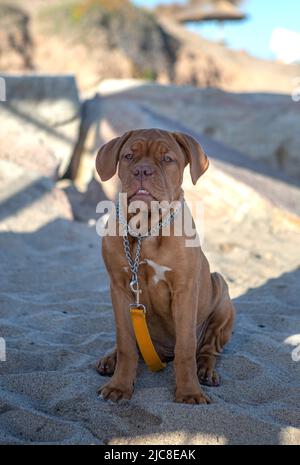 magnifique chiot bordeaux assis sur le sable de la plage Banque D'Images