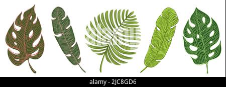Collection de feuilles tropicales dessinées à la main. Ensemble Hawaiian Paradise Design Elements. Illustration de Vecteur