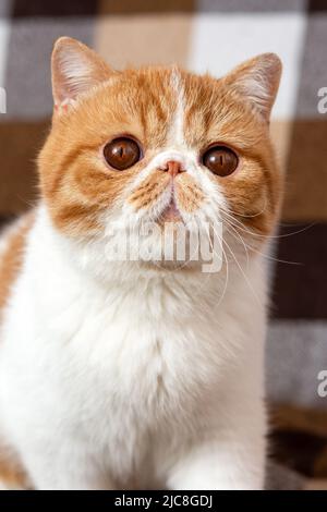 Un beau chaton de la race exotique de shorthair se trouve sur le fond marron de la maison. Couleur crème avec mise au point blanche et floue Banque D'Images