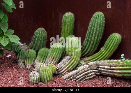 Sydney Australie, souche d'euphorbia cereiformis ou cactus à baril de lait un succulent columnaire vert Banque D'Images