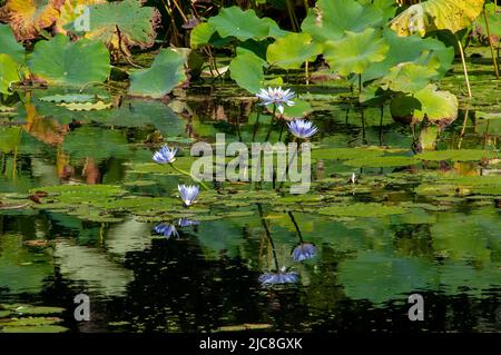 Sydney Australie, étang aux nénuphars à fleurs violettes Banque D'Images