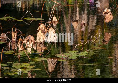 Sydney Australie, vue d'automne de l'étang avec des tiges de lotus mortes avec des feuilles Banque D'Images