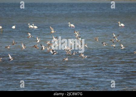 Troupeau de la spatule garganey querquedula et de la spatule des pelles du Nord clypeata en vol. Parc national des oiseaux du Djoudj. Saint-Louis. Sénégal. Banque D'Images