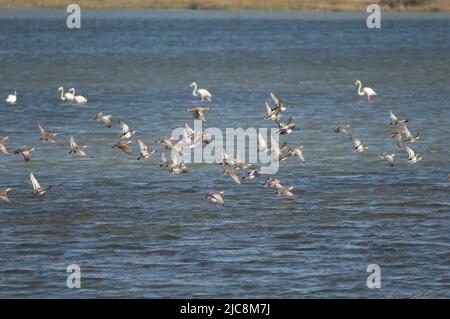 Troupeau de la spatule garganey querquedula et de la spatule des pelles du Nord clypeata en vol. Parc national des oiseaux du Djoudj. Saint-Louis. Sénégal. Banque D'Images