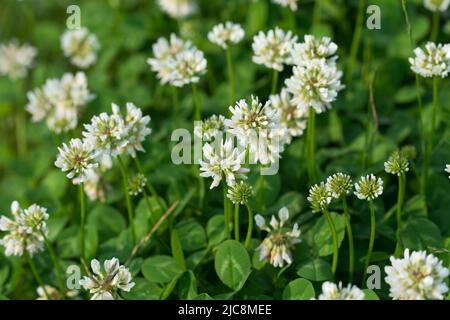 Trifolium repens, fleurs de trèfle blanc dans le pré gros plan foyer sélectif Banque D'Images