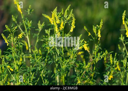 Melilotus officinalis, fleurs de trèfle jaune doux dans les prés gros plan sélectif foyer Banque D'Images