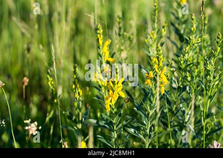 Genista tinctoria, les fleurs jaunes d'herbe verte de Dyer, se rapprochissent du foyer sélectif Banque D'Images