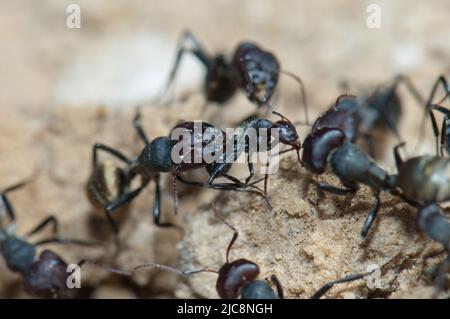 Fourmis doré Camponotus sericeus attaquant un autre. Parc national des oiseaux du Djoudj. Saint-Louis. Sénégal. Banque D'Images