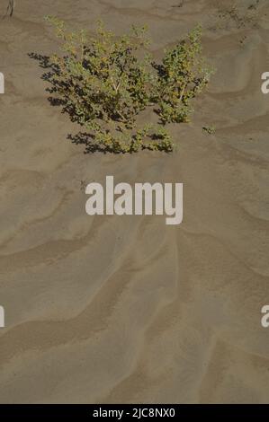 Plantez Tetraena fontanesii sur le sable. Parc national des oiseaux du Djoudj. Saint-Louis. Sénégal. Banque D'Images