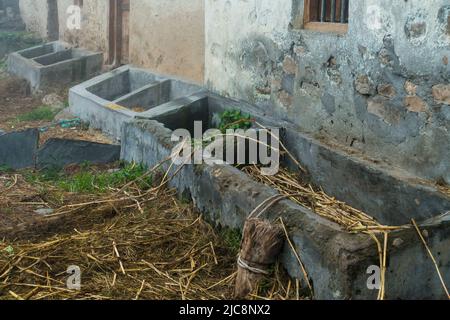 Élevage de bétail domestique et abreuvoirs de bétail dans les zones rurales de l'Inde de la région himalayenne. Uttarakhand Inde. Banque D'Images