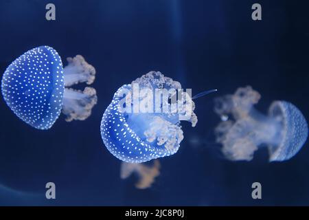 Groupe coloré fluorescent Lune méduse nageant autour dans l'aquarium . Banque D'Images