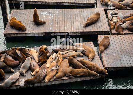 Groupe de lions de mer bruns sur un radeau en bois pour bronzer sur la jetée 39, célèbre endroit à San Francisco, Californie, États-Unis. Banque D'Images