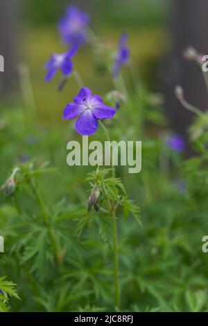 Geranium sylvaticum Banque D'Images