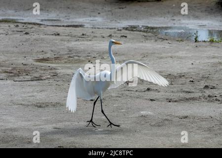 A Great Egret, Ardea alba, marche avec des ailes étirées sur une plate-forme de boue marécageuse dans le centre Birding de South Padre Island, Texas. Banque D'Images