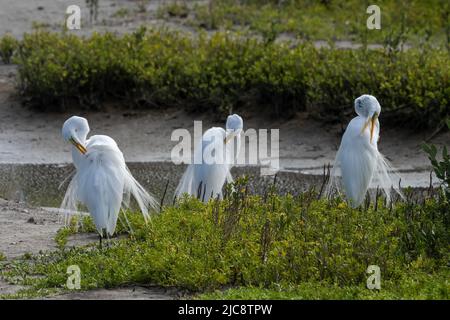 Trois grands Egrets, Ardea alba, qui prémettent leur plumage reproductif au Centre d'observation des oiseaux de l'île South Padre, au Texas. Banque D'Images