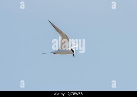 A Forster's Tern, Sterna Forsteri, chasse des poissons en vol au-dessus de Laguna Madre, île de South Padre, Texas. Ces sternes pointent leur tête vers le bas quand h Banque D'Images