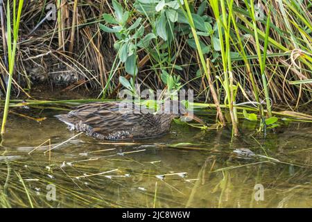 Un Clapper Rail, Rallus crespitans, se trouve dans un marais salé du South Padre Island Birding and nature Center, Texas. Banque D'Images