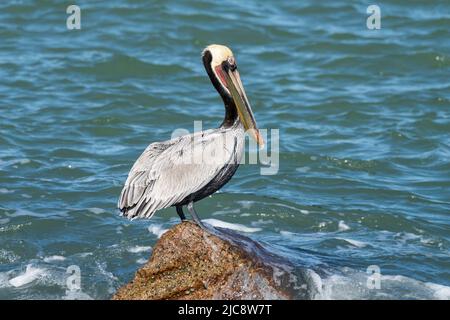 Un pélican brun, Pelecanus occidentalis, perché sur la jetée en béton de la coupe Mansfield, île South Padre, Texas. Banque D'Images