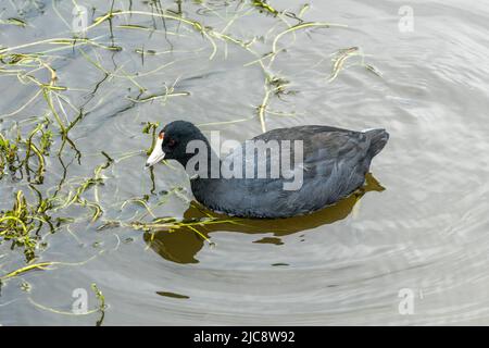 Un coot américain, Fulica americana, se nourrissant dans un marais humide du South Padre Island Birding Center, Texas. Banque D'Images