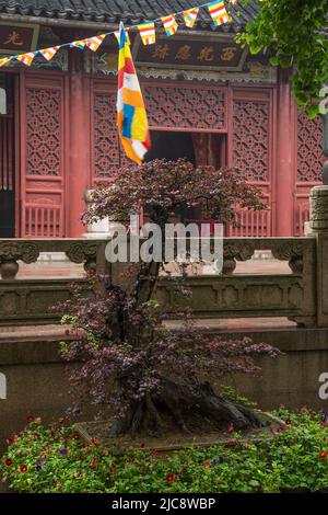 Un bonsaï et des drapeaux de prière devant le Grand Precious Hall dans le Temple West Garden à Suzhou, en Chine. Banque D'Images